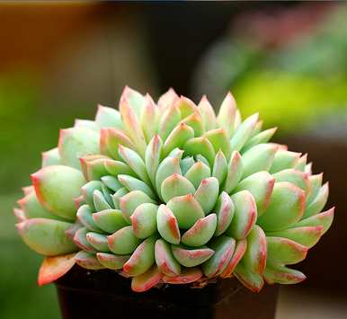 多肉种植新视频，如何种植多肉种植方法
