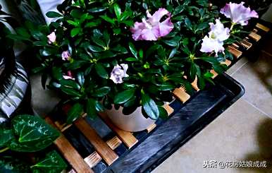 如何养护杜鹃花，如何养护杜鹃花老桩