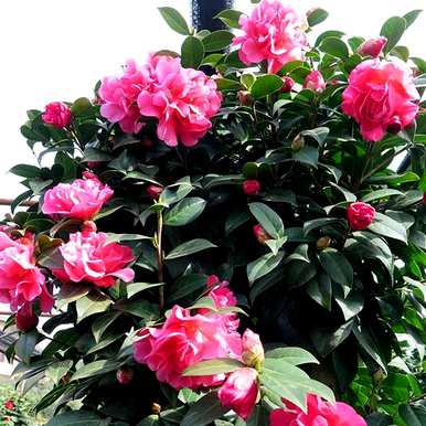 山茶花养殖用什么盆，山茶花怎么养殖？