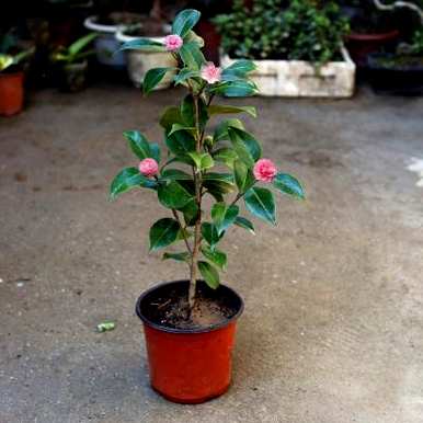 山茶花养殖用什么盆，山茶花怎么养殖？