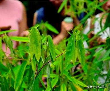 舞草的养殖方法，什么是舞草？
