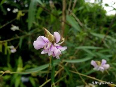 舞草的养殖方法，什么是舞草？
