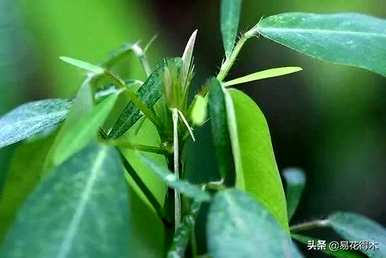 舞草的养殖方法，什么是舞草？