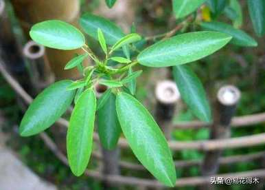 舞草的养殖方法，什么是舞草？