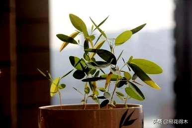 舞草的养殖方法，什么是舞草？