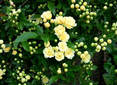 什么季节最适合木香移栽？木香花最好在几个月内种植
