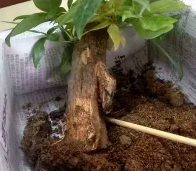 如何长时间放置室内发财树，如何处理室内发财树变黄落叶？