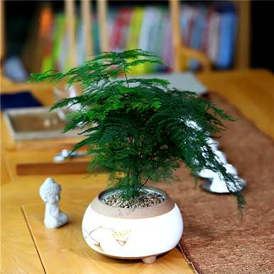 芦笋盆景好养吗？芦笋盆景好养吗？