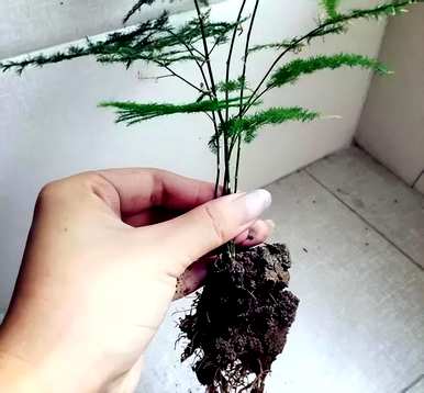 芦笋盆景好养吗？芦笋盆景好养吗？