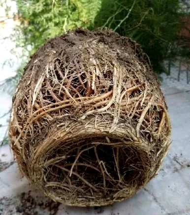 芦笋盆景好养吗？芦笋盆景好养吗？