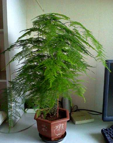 芦笋盆景好养吗？芦笋盆景好养吗？