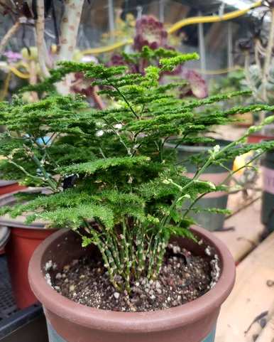 芦笋盆景好养吗？芦笋盆景好养吗？