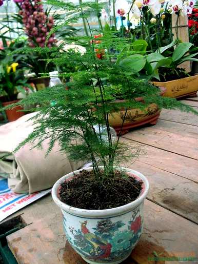 芦笋盆景好养吗？芦笋盆景好养吗？