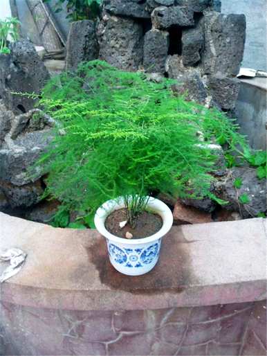 芦笋盆景好养吗？芦笋盆景好养吗？