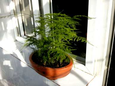 芦笋盆景好养吗？芦笋盆景好养吗？