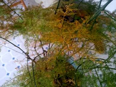 芦笋盆景好养吗？芦笋盆景好养吗？