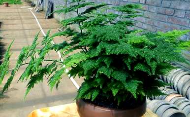 芦笋盆景好养吗？芦笋盆景好养吗？