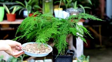 芦笋盆景好养吗？芦笋盆景好养吗？