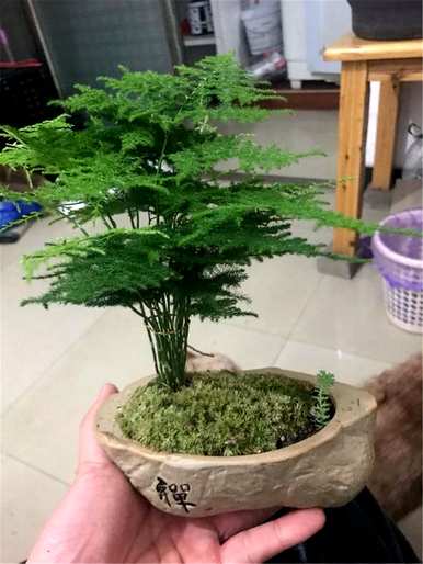 芦笋盆景好养吗？芦笋盆景好养吗？