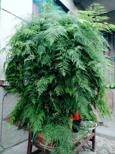 芦笋盆景好养吗？芦笋盆景好养吗？