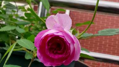 月季花果可以种吗？月季花怎么种？