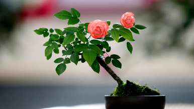 月季花果可以种吗？月季花怎么种？