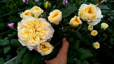 月季花果可以种吗？月季花怎么种？