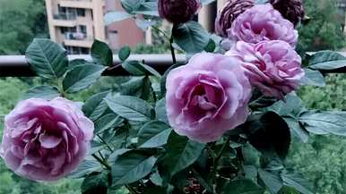 月季花果可以种吗？月季花怎么种？