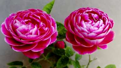月季花果可以种吗？月季花怎么种？