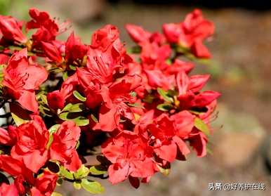 粉色杜鹃花有毒吗？可以在家养吗？粉色杜鹃花有毒吗？