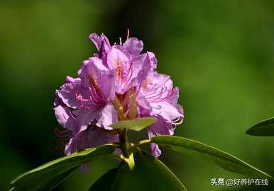 粉色杜鹃花有毒吗？可以在家养吗？粉色杜鹃花有毒吗？