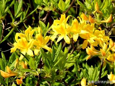 粉色杜鹃花有毒吗？可以在家养吗？粉色杜鹃花有毒吗？