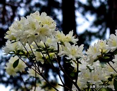 粉色杜鹃花有毒吗？可以在家养吗？粉色杜鹃花有毒吗？