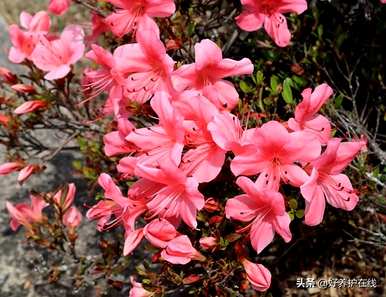 粉色杜鹃花有毒吗？可以在家养吗？粉色杜鹃花有毒吗？