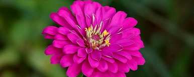 什么花最能代表友谊花，什么花是友谊花？