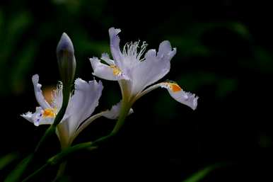 什么花最能代表友谊花，什么花是友谊花？
