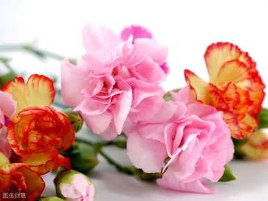 什么花最能代表友谊花，什么花是友谊花？