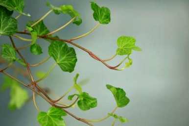 什么花最能代表友谊花，什么花是友谊花？