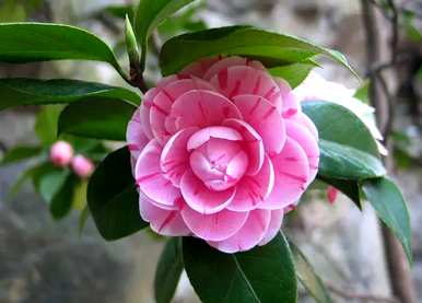 五色赤丹茶花语，茶花花语是什么？
