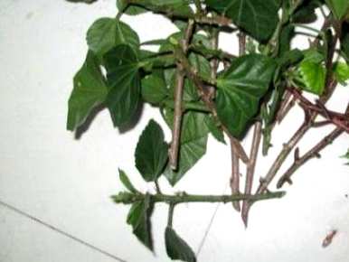 如何养殖扶桑花，如何养殖风铃扶桑花