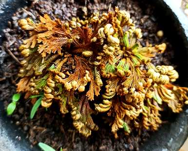 卷柏是蕨类植物吗？卷柏蕨类植物有哪些？