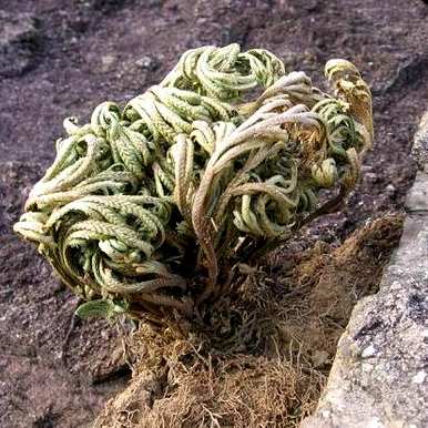 卷柏是蕨类植物吗？卷柏蕨类植物有哪些？