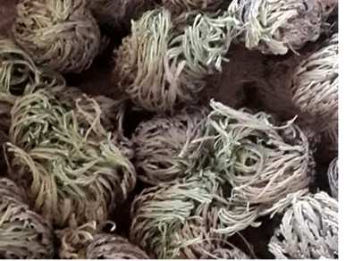 卷柏是蕨类植物吗？卷柏蕨类植物有哪些？