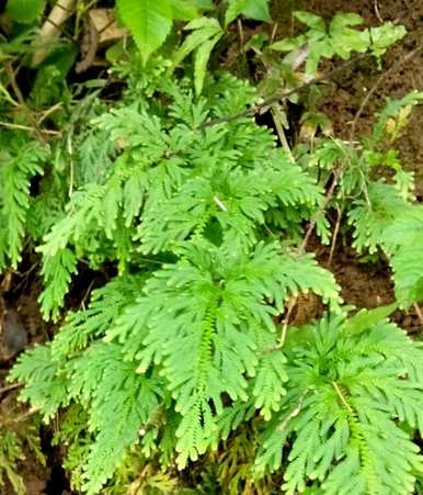 卷柏是蕨类植物吗？卷柏蕨类植物有哪些？