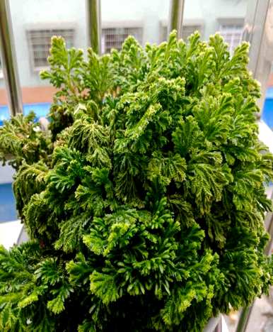 卷柏是蕨类植物吗？卷柏蕨类植物有哪些？