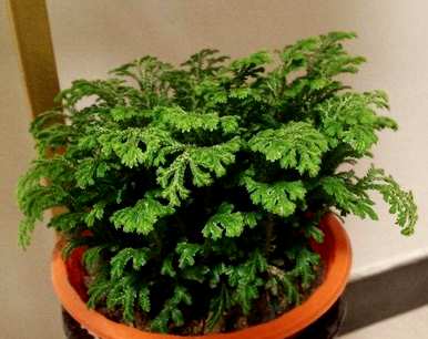 卷柏是蕨类植物吗？卷柏蕨类植物有哪些？