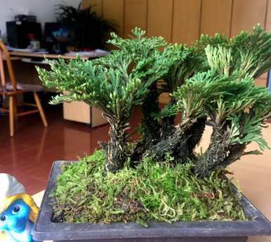 卷柏是蕨类植物吗？卷柏蕨类植物有哪些？