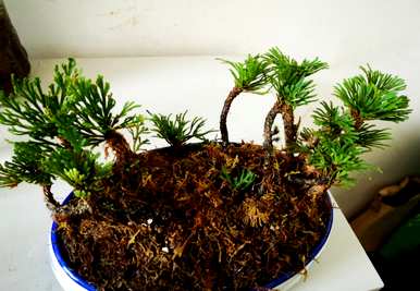 卷柏是蕨类植物吗？卷柏蕨类植物有哪些？