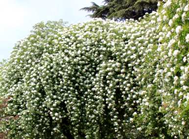 木香花容易养活吗？木香花容易养活，但花期只有一季