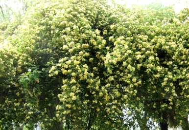 木香花容易养活吗？木香花容易养活，但花期只有一季
